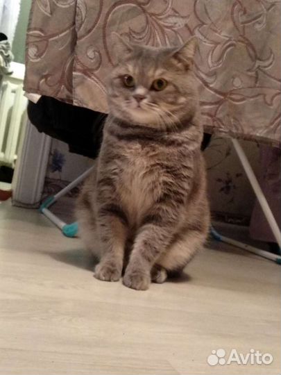Шотландский кот вязка