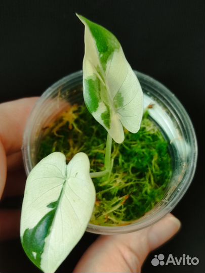 Ароидные вариегатные