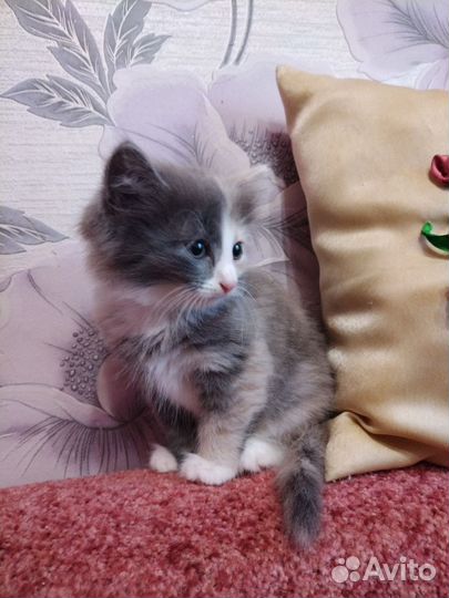 Отдам котёнка в добрые руки