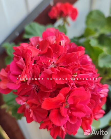 Пеларгония