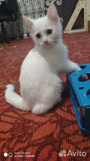 Две девчушки ищут добрые руки