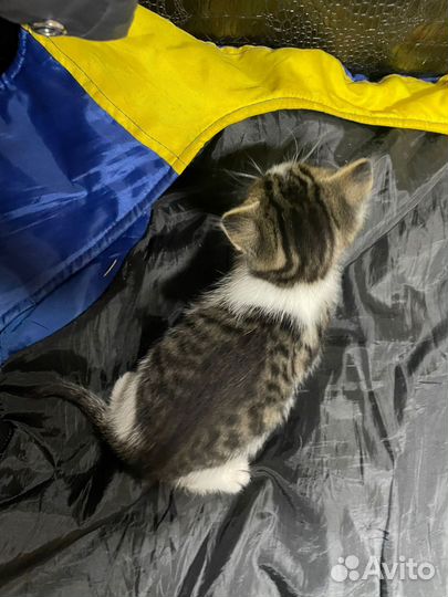 Котята
