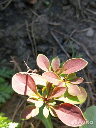 Кустарники, ягода