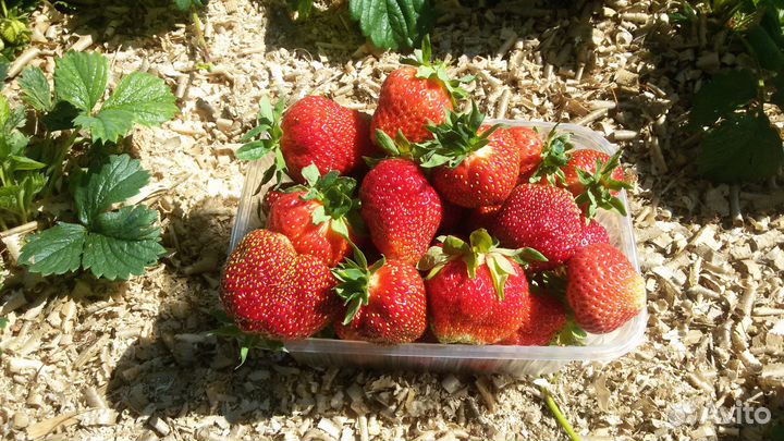 Рассада виктории (земляники садовой крупноплодной)