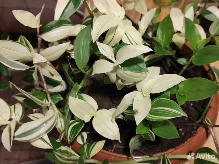 Огромная традесканция