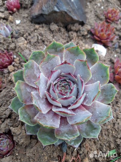 Суккуленты