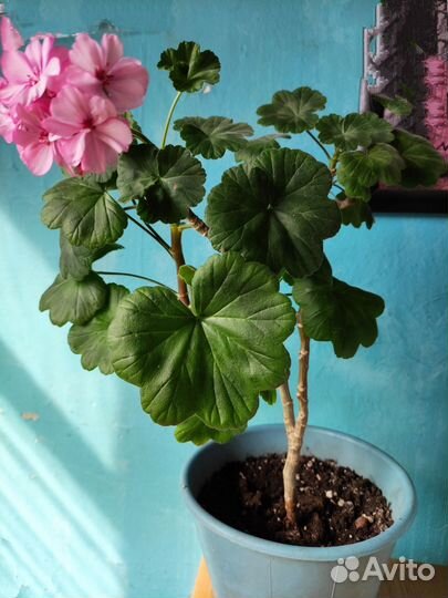 Комнатные цветы