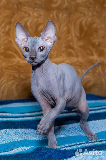 Канадский сфинкс