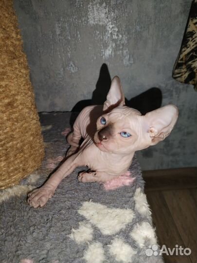 Канадский сфинкс