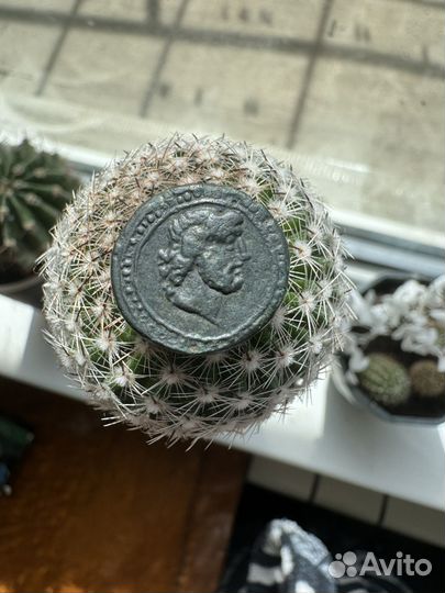 Монета Боспора