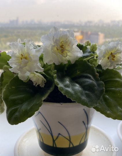 Сортовая молодая фиалка Lemon Kisses