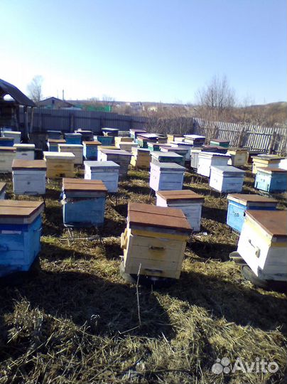 Продаются пчелопакеты среднерусской породы
