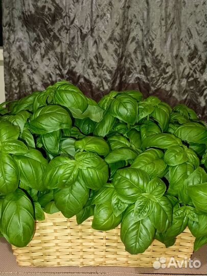 Базилик свежий
