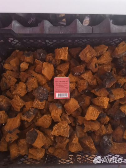 Чага кусковая