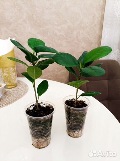 Фикус Моклейм