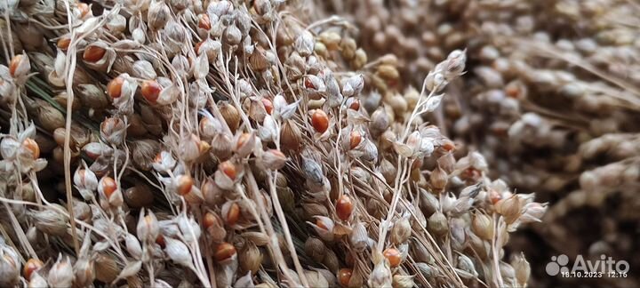 Корм, лакомство для попугаев