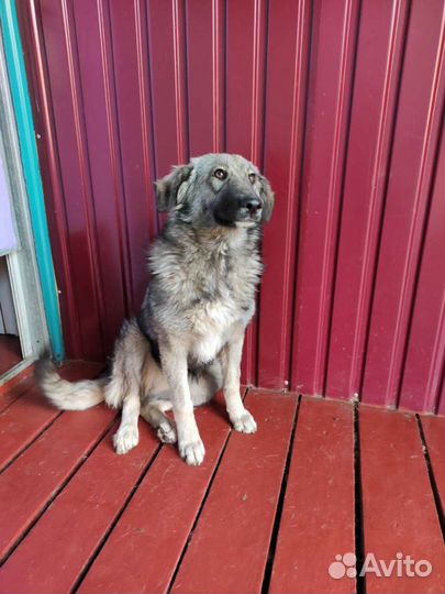 Собака девочка в самые добрые руки