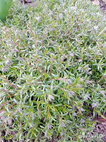 Флокс шиловидный