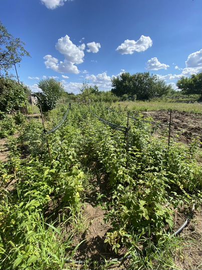 Участок 12 сот. (СНТ, ДНП)