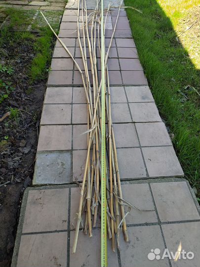 Мискантус гигантский