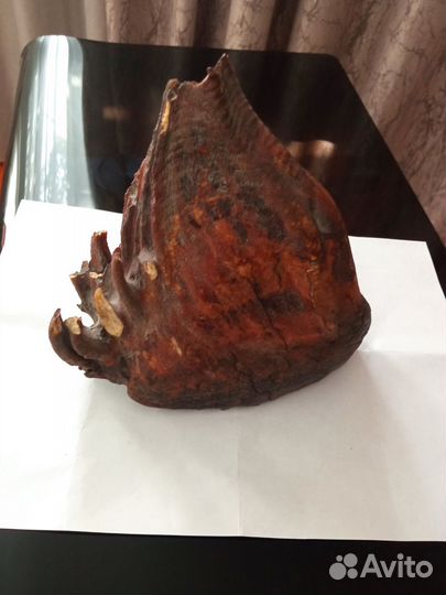 Зуб мамонта