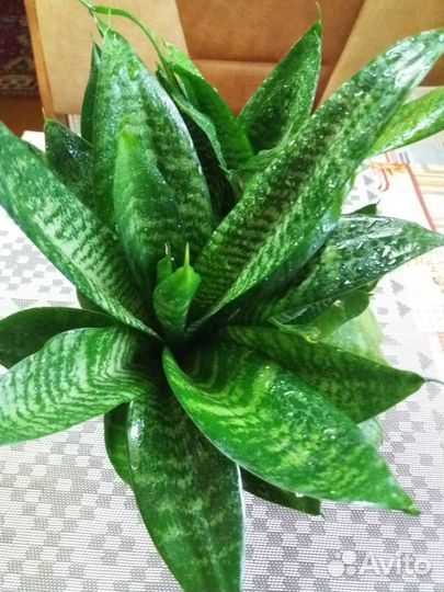 Сансевиерия