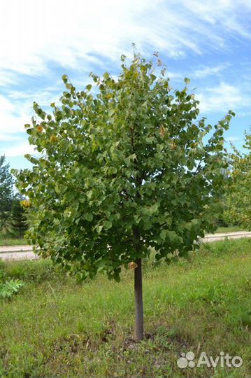 Липа крупнолистная/мелколистная кустовая 1.5-2.0 м