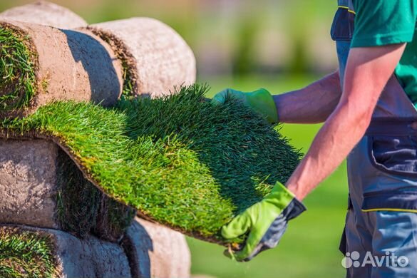 Рулонный газон