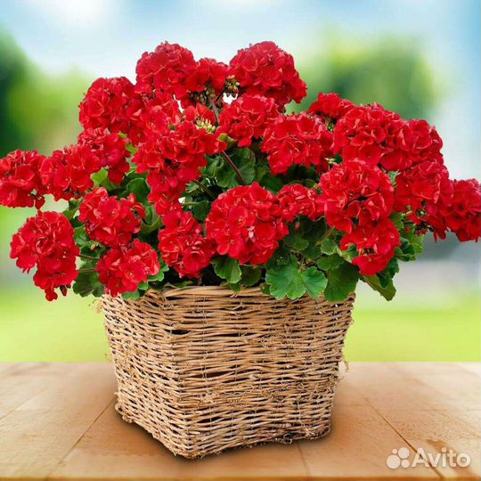 Герани и пеларгонии