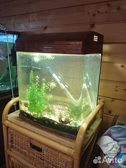 Нанакара, Барбус,Радужница, Тетра, пецилия