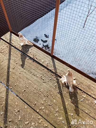 Голуби среднеазиатские бойные