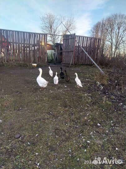 Утки индийский бегунок