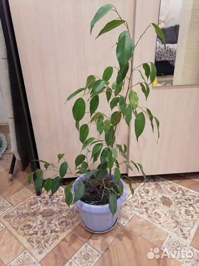 Комнатные цветы