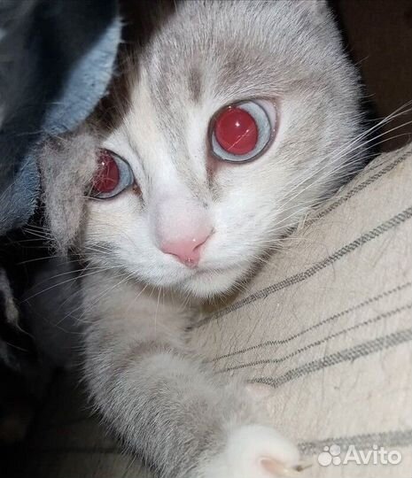 Маленькая кошечка