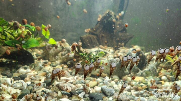 Улитки аквариумные