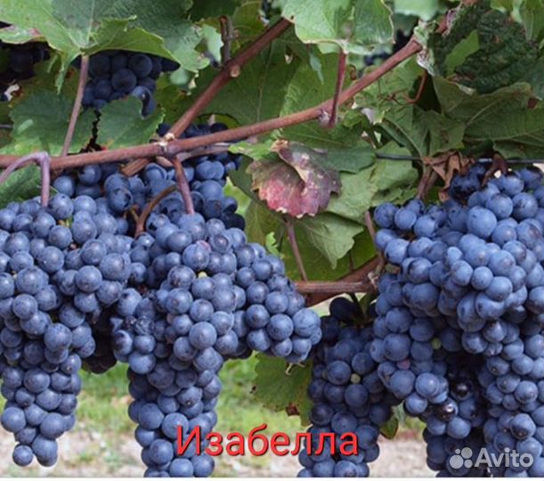 Саженцы и черенки винограда