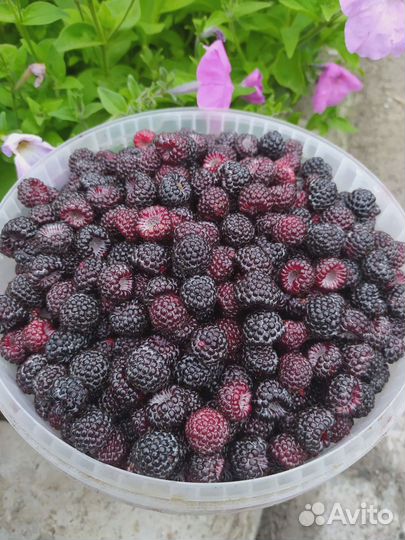 Продам саженцы