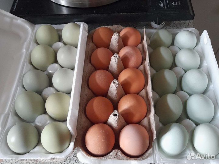 Чистые яйца от кур, перепёлок, цесарок