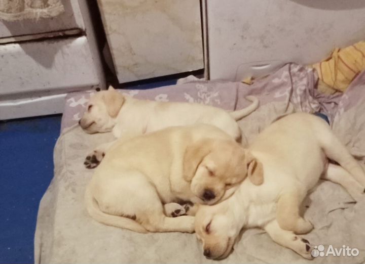 Щенки лабрадора палевые