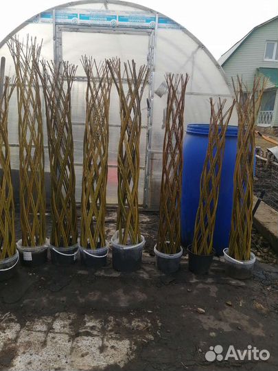 Ива плетеная