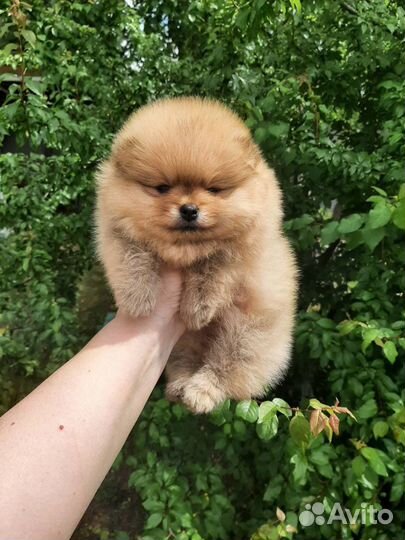Щенки померанского шпица мишки