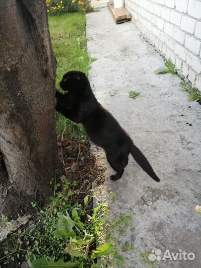 Кошка в добрые руки