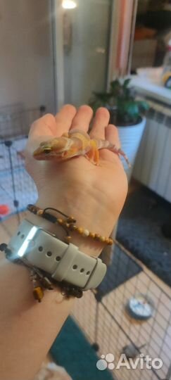 Геккон эублефар