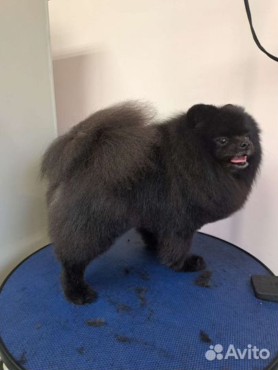 Стрижка собак и кошек