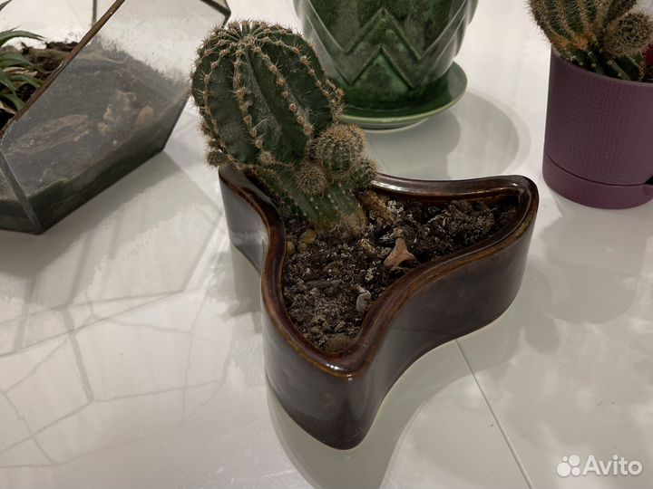 Комнатные цветы и горшки для цветов