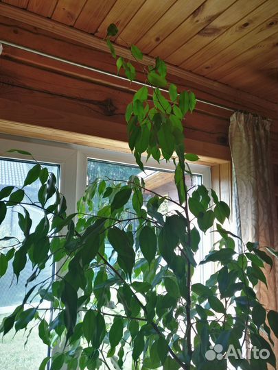 Фикус бенджамина