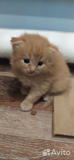 Кошки в добрые руки породистые