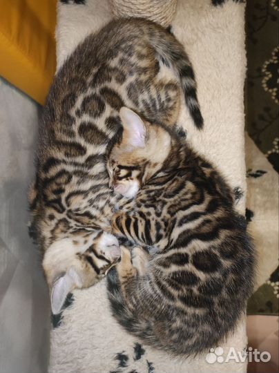 Бенгальские котята