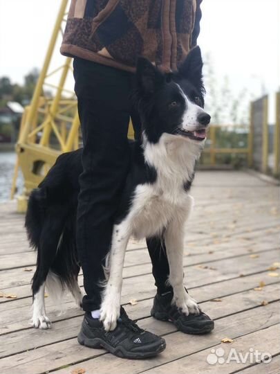 Бордер-колли