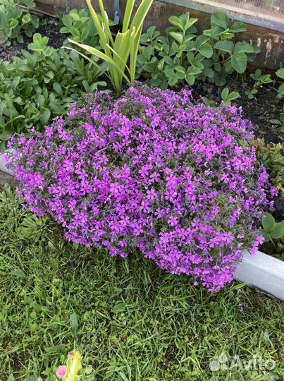 Почвопокровные растения, делёнки 15:15см